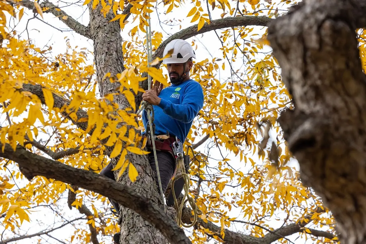 Skilled Tree Pruning crew working in Saltillo