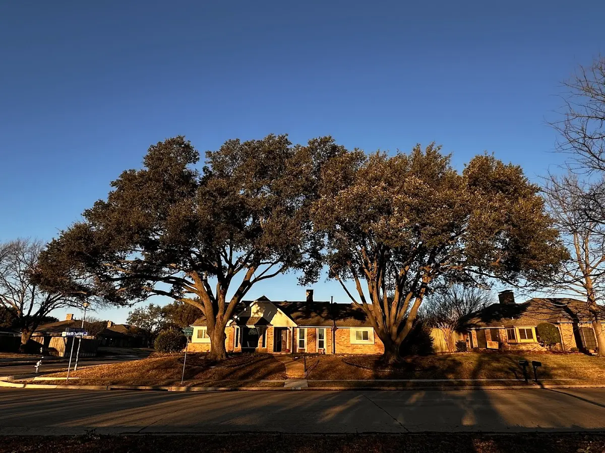 Established residential canopy tree shading a home in Saltillo